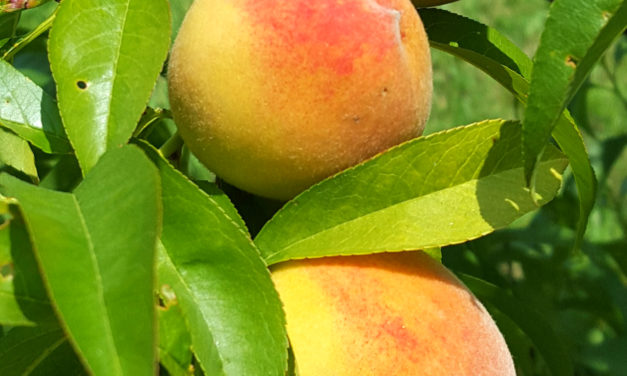 Peaches & Nectarines