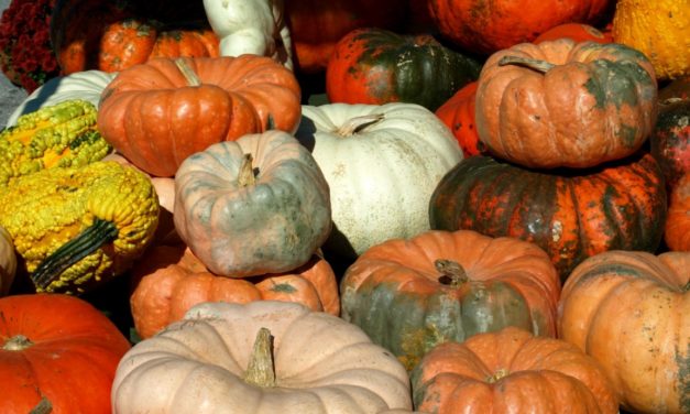 Pumpkins & Winter Squash