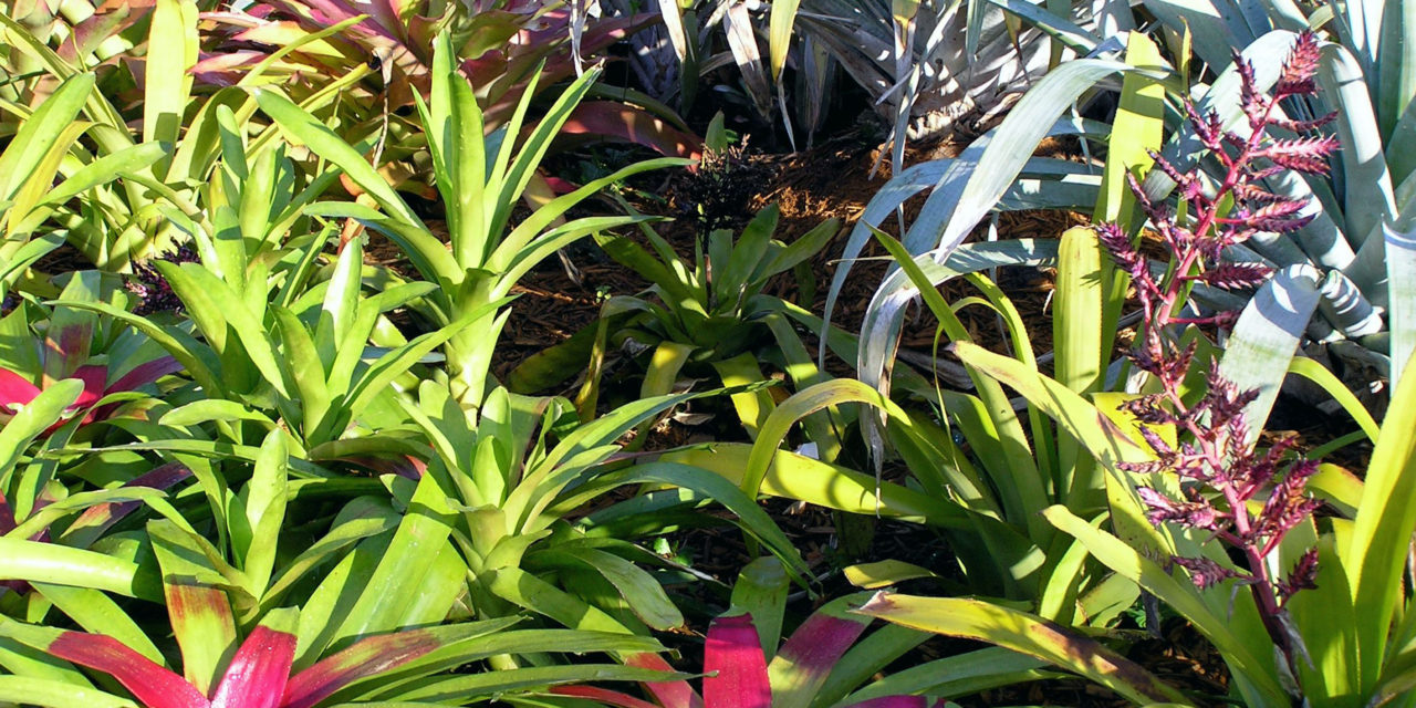 There are many interesting species of bromeliads. Karen Russ, ©2008 HGIC, Clemson Extension