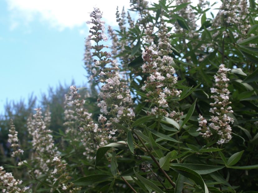 This variety of chastetree (Vitex agnus-castus ‘Alba´) has beautiful white flower panicles. 