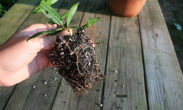 This well-rooted cutting of pomegranate is ready to be potted into a larger container. S. Cory Tanner, Horticulture Extension Agent, Greenville County, Clemson Extension