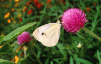 Tight-clustered flowers provide multiple nectar sources, greater nectar reward per distanced travelled, and less energy expenditure for butterflies like the Cabbage White (Pieris rapae).