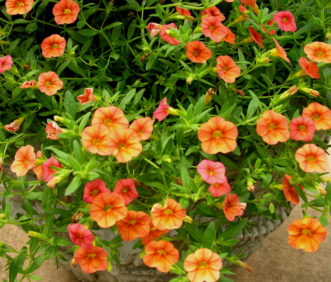 Trailing Petunia (Calibrachoa 'Superbells Dreamsickle').