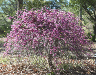 ‘Traveler’ weeping redbud (Cercis canadensis var. texensis)