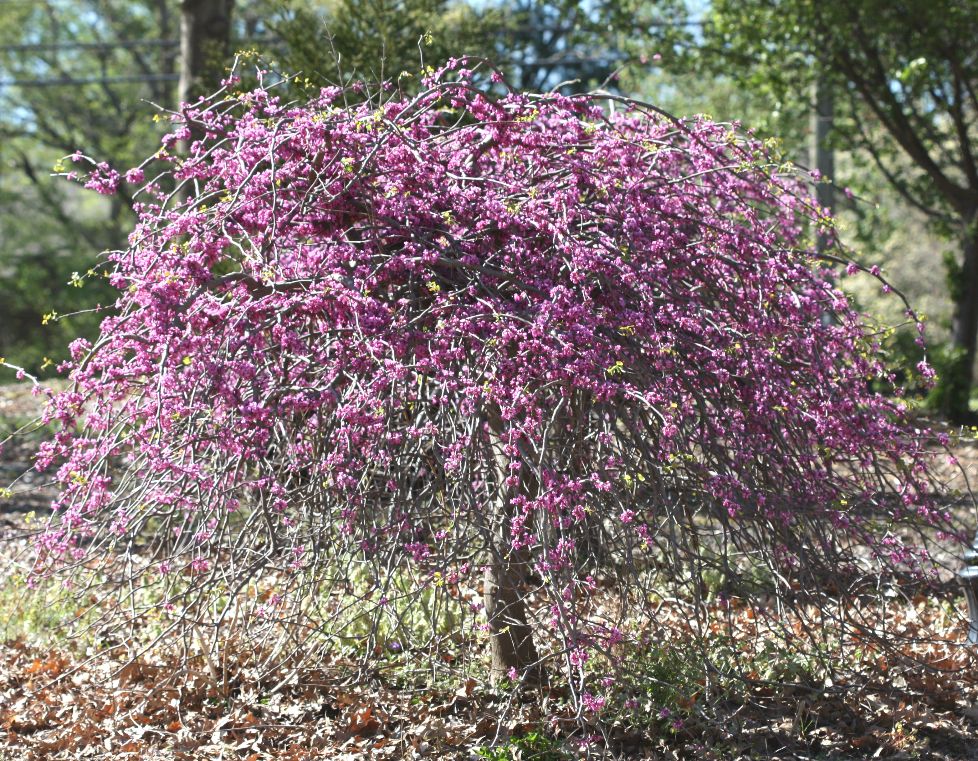 Redbud | Home & Garden Information Center