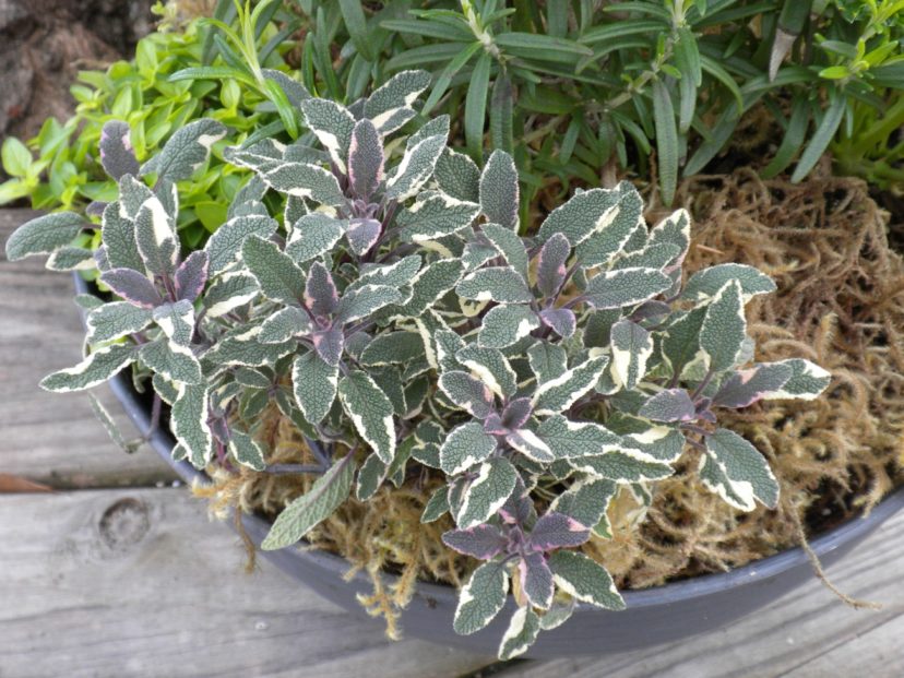 Tricolor sage (Salvia officinalis) has gray, purple, and white variegated leaves.
