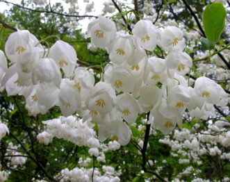 Two-winged silverbell (Halesia diptera) blooms hang downward, and are best viewed from below.