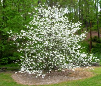 Two-winged silverbell (Halesia diptera) in bloom before the leaves emerge.