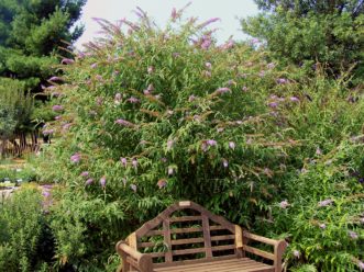 Typical arching butterfly bush form in mid-summer.