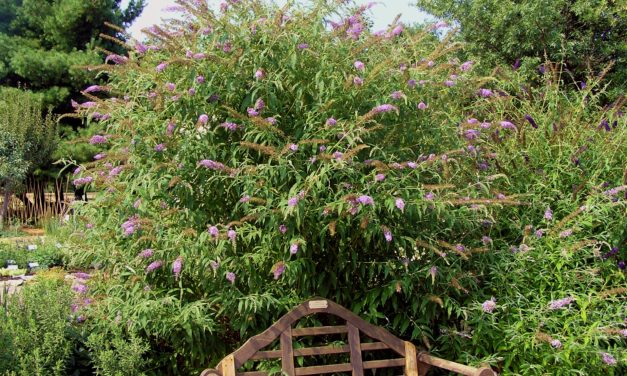 Butterfly Bush