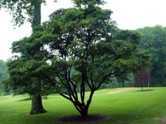 Typical growth habit of Chinese fringetree.