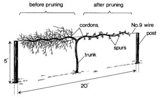 Unpruned (left) and pruned (right) cordons of a mature muscadine grape trained to a one-wire vertical trellis.