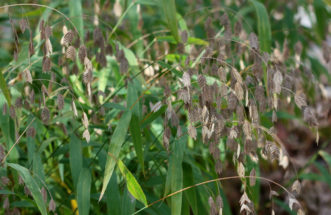 Upland River Oats (Chasmanthium latifolium) in a part shade garden.