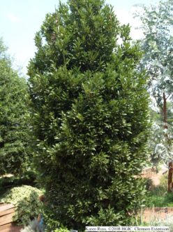 Upright form of sweet bay.