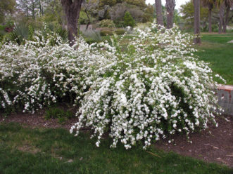Vanhoutte spirea (S. x vanhouttei) in full bloom.