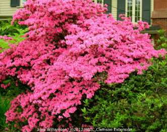 Variedad ‘Coral Bells’, de florecida temprana, completamente cubierta por pequeñas flores color rosa coral. 