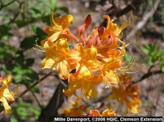 Variedad “Flame azalea” (Rhododendron calendulaceum).