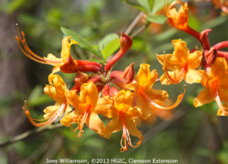 Variedad “Florida flame azalea” (Rhododendron austrinum) con sus flores color anaranjado-dorado brillante y su tubo floras color anaranjado brillante. 