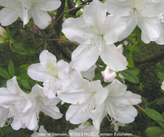 Variedad ‘Mrs. G.G. Gerbing’ Southern Indica azalea, con sus flores grandes y blancas. 