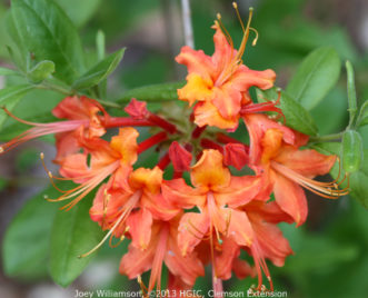 Variedad “Oconee azalea” (Rhododendron flammeum).