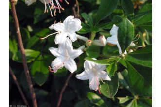 Variedad “Swamp azalea” (Rhododendron viscosum).