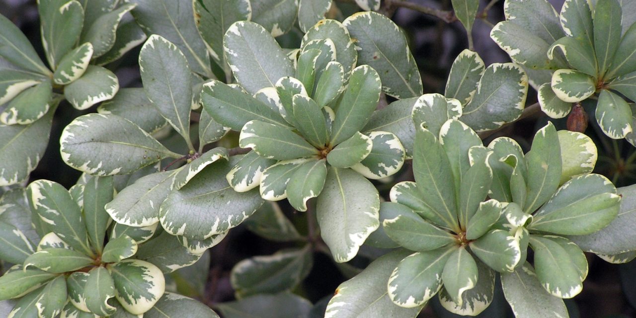 Variegated Japanese pittosporum foliage. Photo by Karen Russ, ©HGIC, Clemson Extension