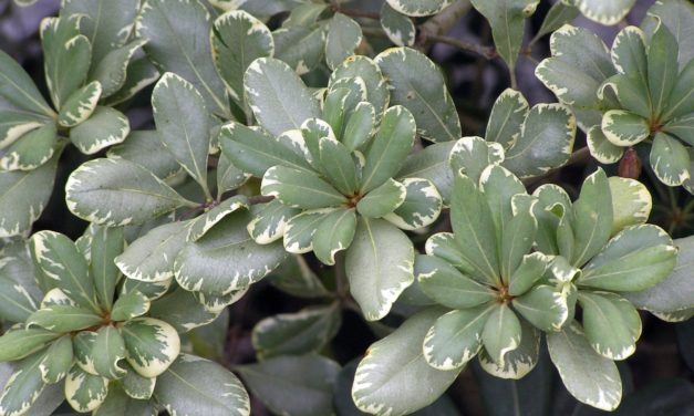 Pittosporum