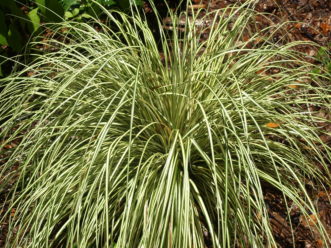 Variegated Japanese sedge (Carex morrowii 'Variegata') will grow in moist soils in part to full shade.
