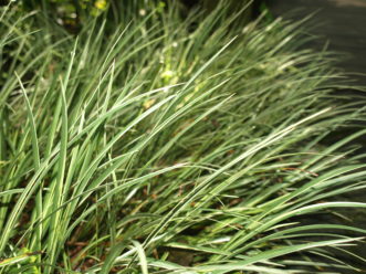 Variegated Japanese sweet flag (Acorus gramineus ‘Variegata') has narrow, dark green leaves with creamy-white margins.