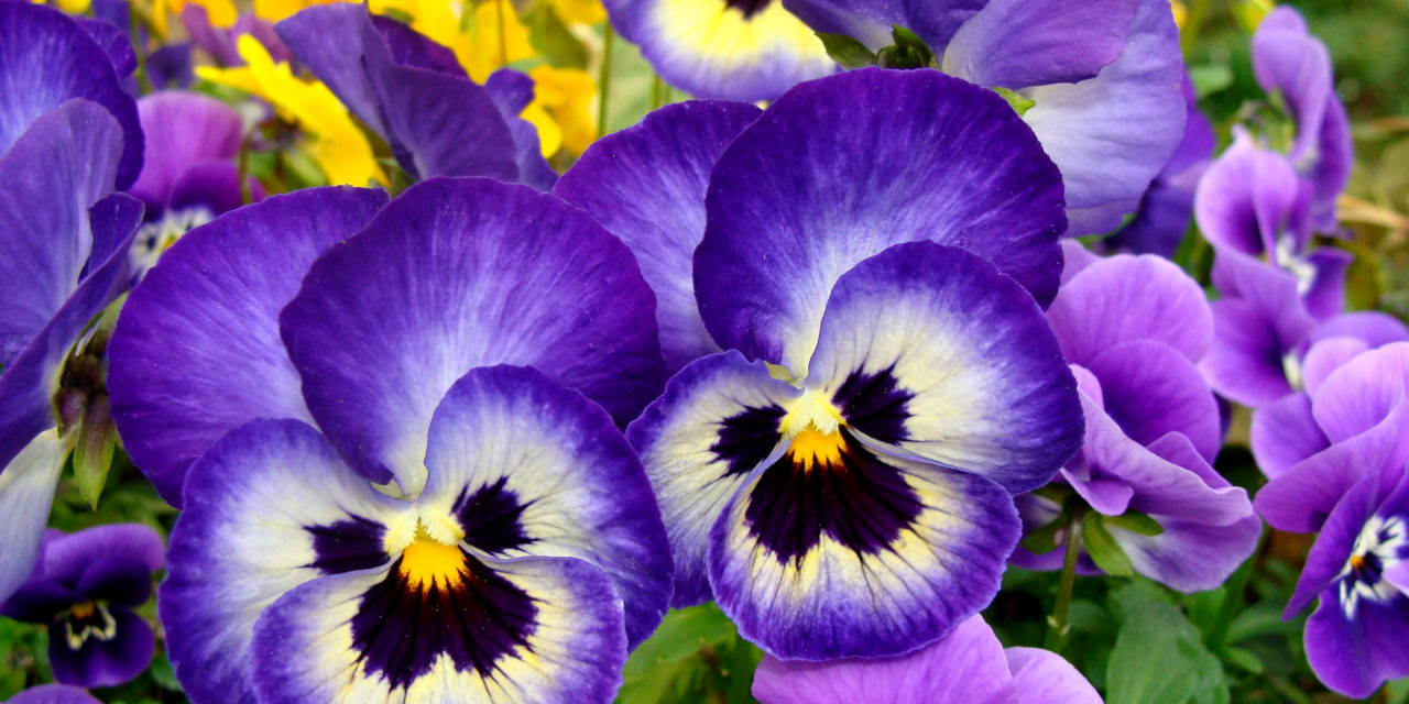 Viola x wittrockiana ‘Dynamite Blueberry Thrill’ has a compact growth habit and superior flowering from fall to spring. Barbara H. Smith, ©2015 HGIC, Clemson Extension