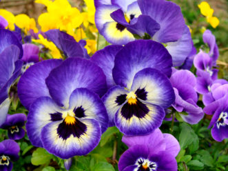 Viola x wittrockiana ‘Dynamite Blueberry Thrill’ has a compact growth habit and superior flowering from fall to spring. 