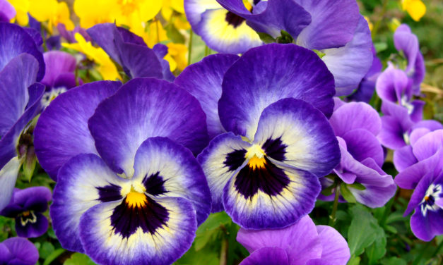 Pansy Diseases & Insect Pests