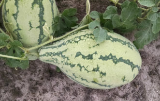 Watermelon fruit may be mis-shapened because of poor pollination.