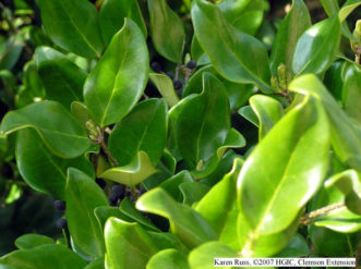 Wavy edged leaves of ‘Recurvifolium’ Japanese Privet