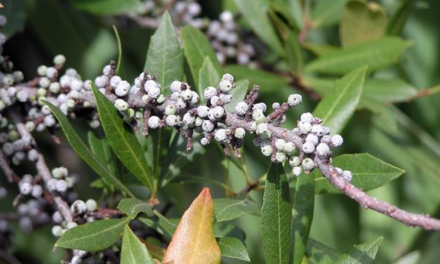 Waxmyrtle
