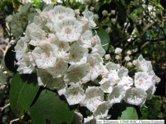 White flowered mountain laurel.