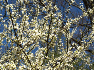 White-flowered redbud (Cercis canadensis var. alba).