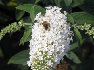 ‘White Profusion’ butterfly bush flower head.