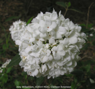 White snowball flower clusters of Viburnum x ‘Eskimo’ in April.