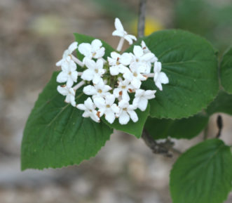 White, sweetly scented flowers of Bitchui viburnum (V. bitchiuense), Flowers are 1½ to 2-inches across and held in loose clusters.