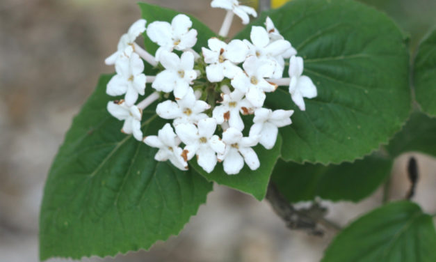 Viburnum