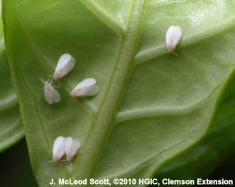 Whitefly adults on underside of gardenia leaf