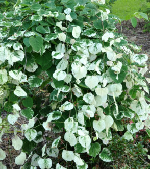 ‘Whitewater’ redbud (Cercis canadensis) with weeping growth habit and variegated foliage.