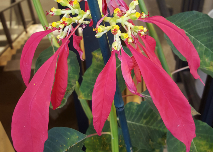 Floral bracts and flowers of wild Poinsettia from the Western coastal region of Mexico