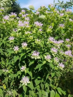 Wild Bergamot (Monarda fistulosa) is a showy perennial that grows across most of the continental US.