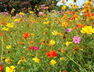 Wildflower meadows are attractive to many pollinator species as well as humans. 