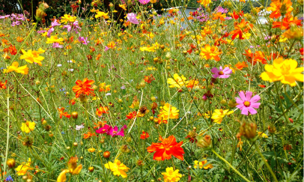 Wildflowers