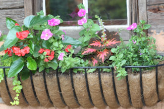 Window box in part-shade with Begonia, Coleus and Petunia.