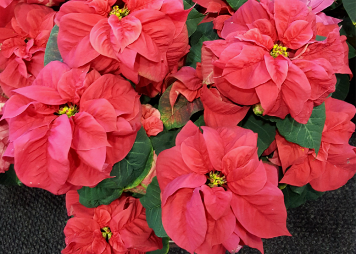 'Winter Rose Dark Red' Poinsettia