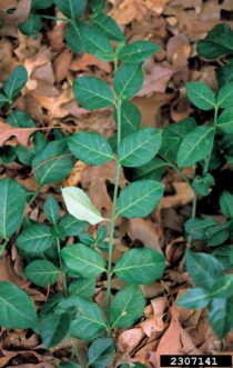 Wintercreeper euonymus foliage. 